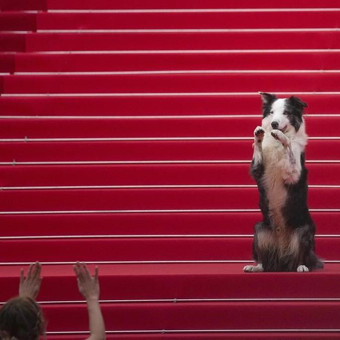 Messi the dog comes to Cannes for an encore